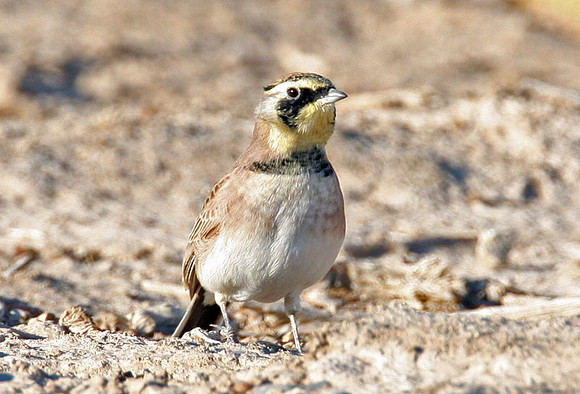 Horned Lark (Eremophila alpestris) also known as Shore Lark