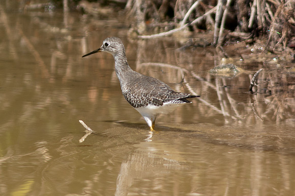 Lesser Yellowlegs (Tringa flavipes)