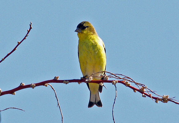 Lesser Goldfinch (Carduelis psaltria) male; also known as Dark-backed Goldfinch