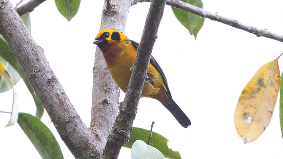 Golden Tanager (Tangara arthus)