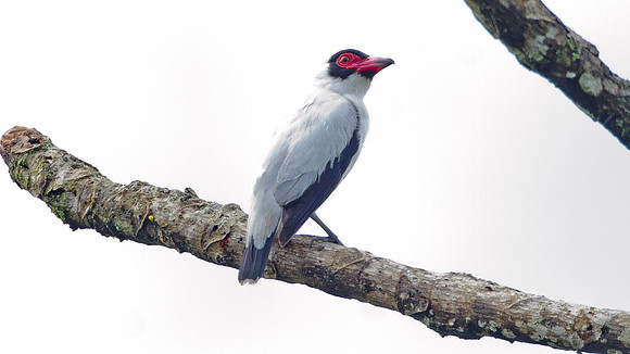 Masked Tityra (Tityra semifasciata)