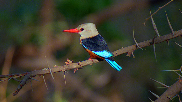 Brown-hooded Kingfisher (Halcyon albiventris)