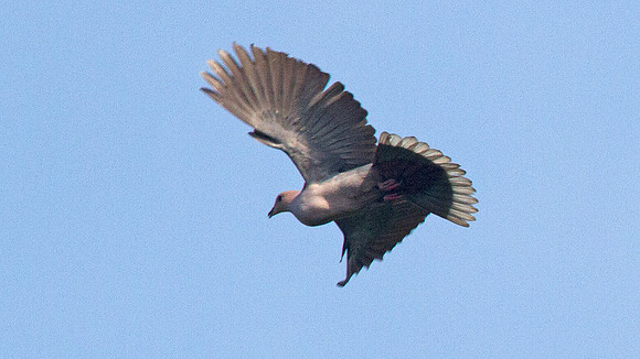 Dark-backed imperial pigeon (Ducula lacernulata)