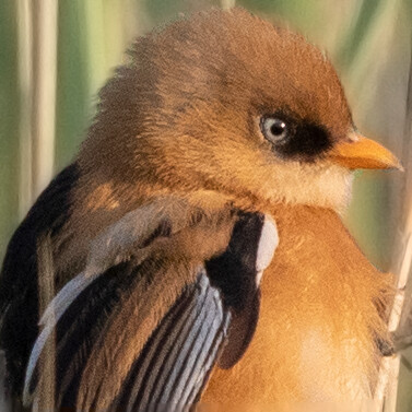 Bearded reedling (Panurus biarmicus) Male Juv.