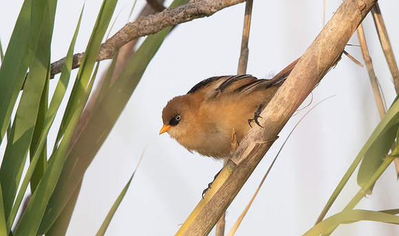 Bearded reedling (Panurus biarmicus) Male Juv.
