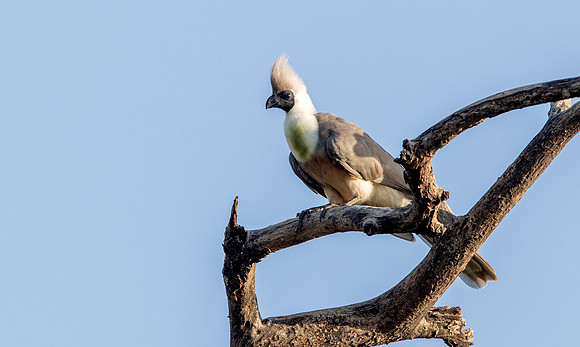 Bare-faced go-away-bird (Corythaixoides personatus)