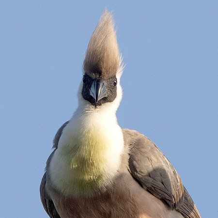 Bare-faced go-away-bird (Corythaixoides personatus)
