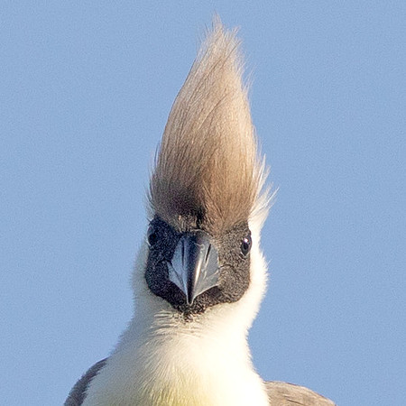 Bare-faced go-away-bird (Corythaixoides personatus)