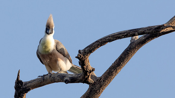Bare-faced go-away-bird (Corythaixoides personatus)