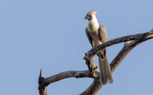 Bare-faced go-away-bird (Corythaixoides personatus)