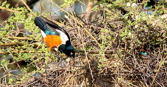 Superb starling (Lamprotornis superbus)