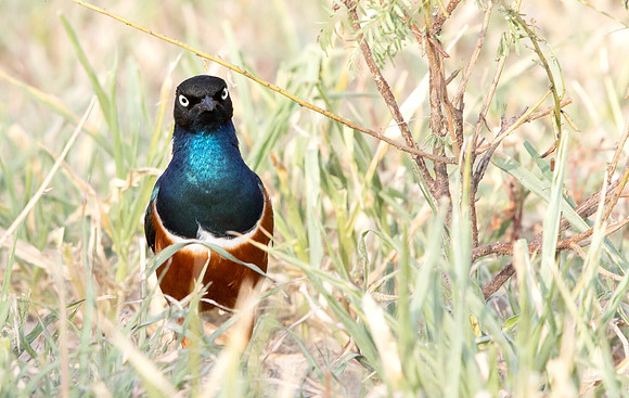 Superb starling (Lamprotornis superbus)