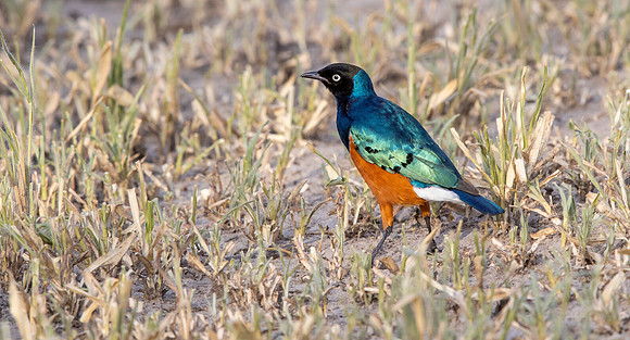 Superb starling (Lamprotornis superbus)