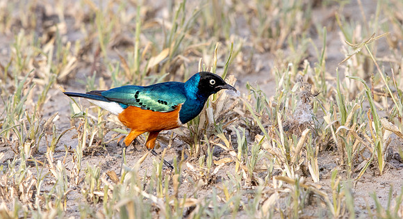 Superb starling (Lamprotornis superbus)