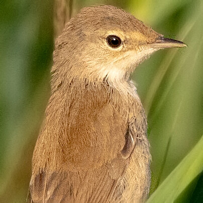 Eurasian Reed warbler (Acrocephalus scirpaceus)