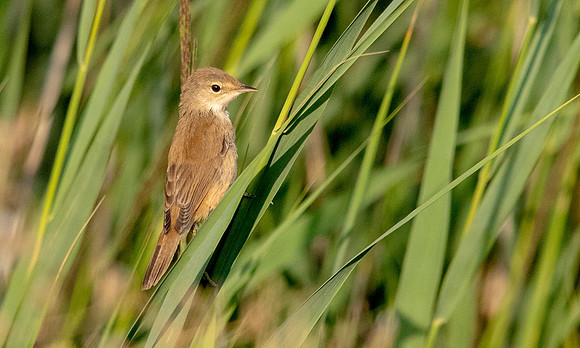 Eurasian Reed warbler (Acrocephalus scirpaceus)