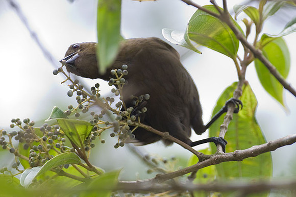 Great-tailed Grackle (Quiscalus mexicanus) female
