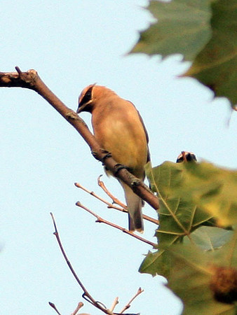 Cedar Waxwing (Bombycilla cedrorum)