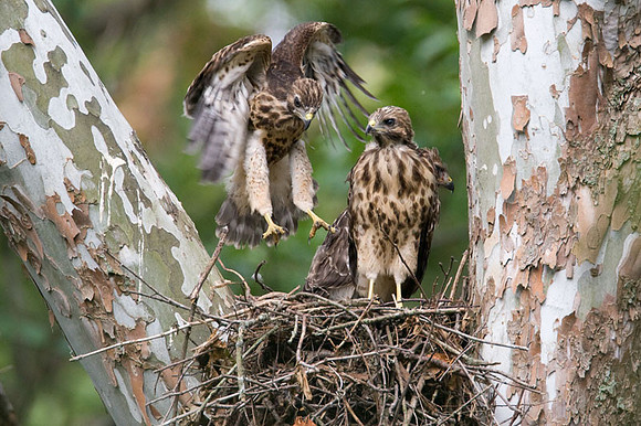 Red-shouldered Hawk (Buteo lineatus) juvenile
