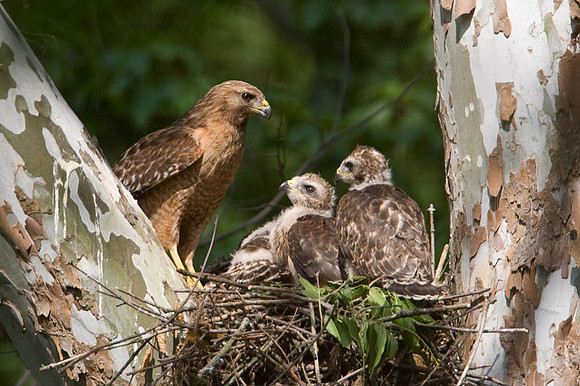 Red-shouldered Hawk (Buteo lineatus) adult and juvenile