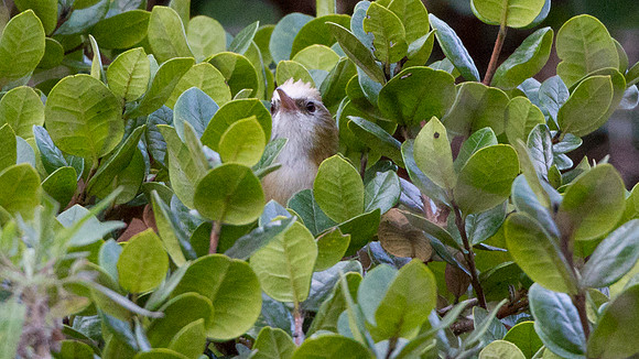 Creamy-crested Spinetail (Cranioleuca albicapilla)