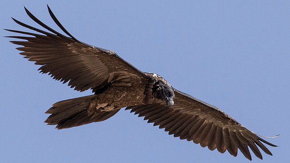 Bearded vulture (Gypaetus barbatus)