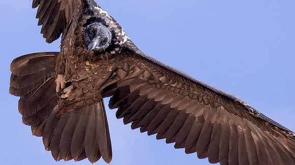 Bearded vulture (Gypaetus barbatus)