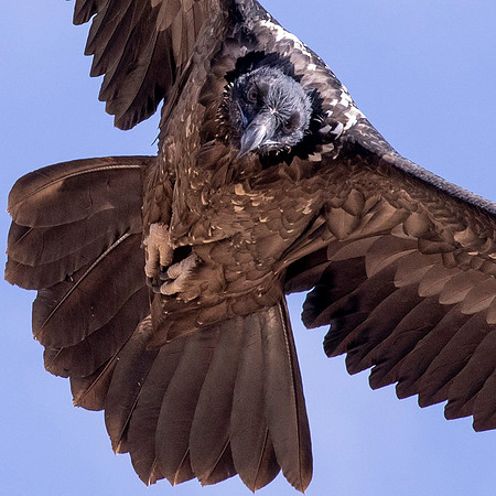 Bearded vulture (Gypaetus barbatus)