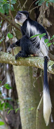 Mantled guereza (Colobus guereza)