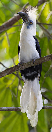 White-crowned Hornbill (Berenicornis comatus)