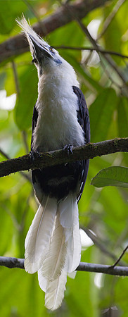 White-crowned Hornbill (Berenicornis comatus)