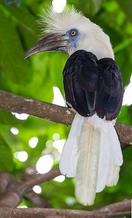 White-crowned Hornbill (Berenicornis comatus)