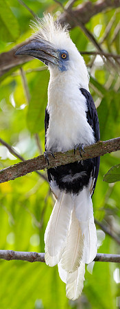 White-crowned Hornbill (Berenicornis comatus)