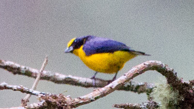 Thick-billed Euphonia (Euphonia laniirostris)