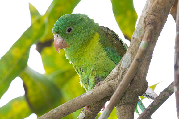 Orange-chinned Parakeet (Brotogeris jugularis) also known as Tovi Parakeet