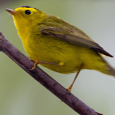 Wilson's Warbler (Wilsonia pusilla)