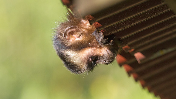 Brown capuchin (Cebus apella)