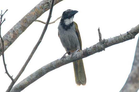 Black-headed Saltator (Saltator atriceps)