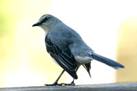 Gray Catbird (Dumetella carolinensis)