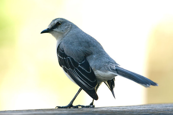 Gray Catbird (Dumetella carolinensis)