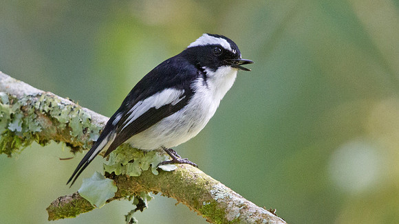 Little Pied Flycatcher (Ficedula westermanni)