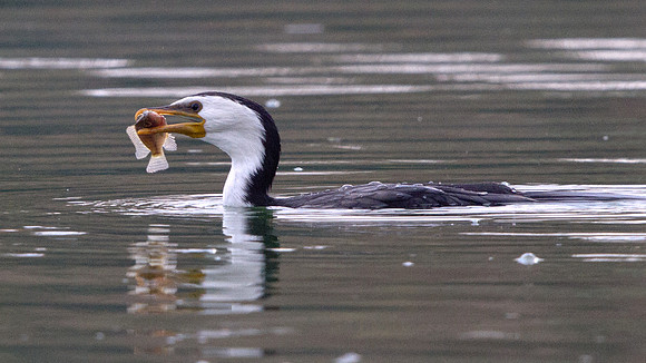 Little Pied Cormorant (Phalacrocorax melanoleucos)