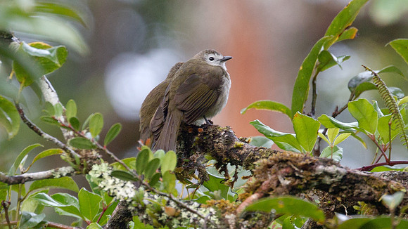 Pale-faced Bulbul (Pycnonotus leucops)