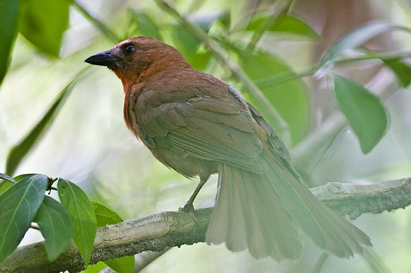Red-throated Ant-tanager (Habia fuscicauda)