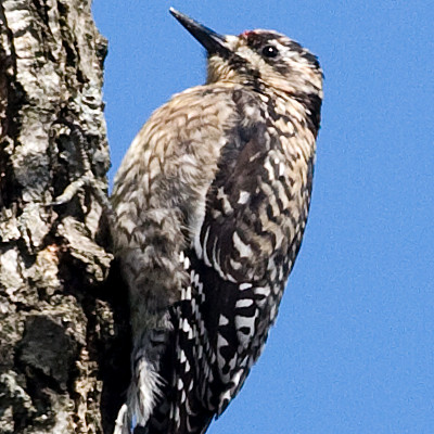 Yellow-bellied Sapsucker (Sphyrapicus varius) juvenile