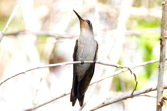 Wedge-tailed Sabrewing (Campylopterus curvipennis)