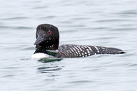 Great Northern Loon (Gavia immer) also known as Common Loon or Great Northern Diver