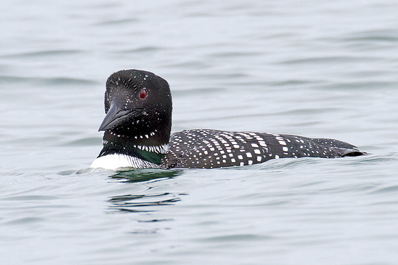 Great Northern Loon (Gavia immer) also known as Common Loon or Great Northern Diver