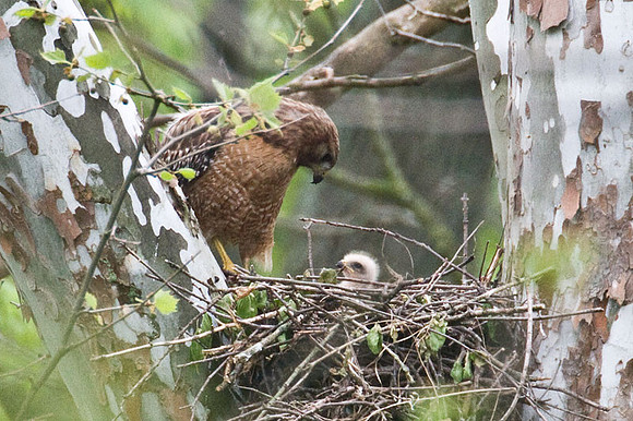 Red-shouldered Hawk (Buteo lineatus) adult and chicks