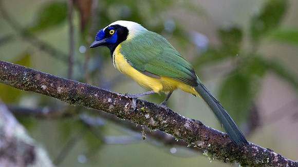 Green Jay (Cyanocorax yncas)